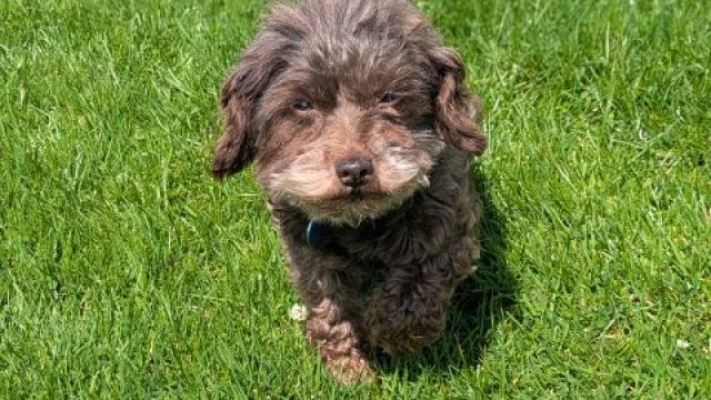 Pet Image